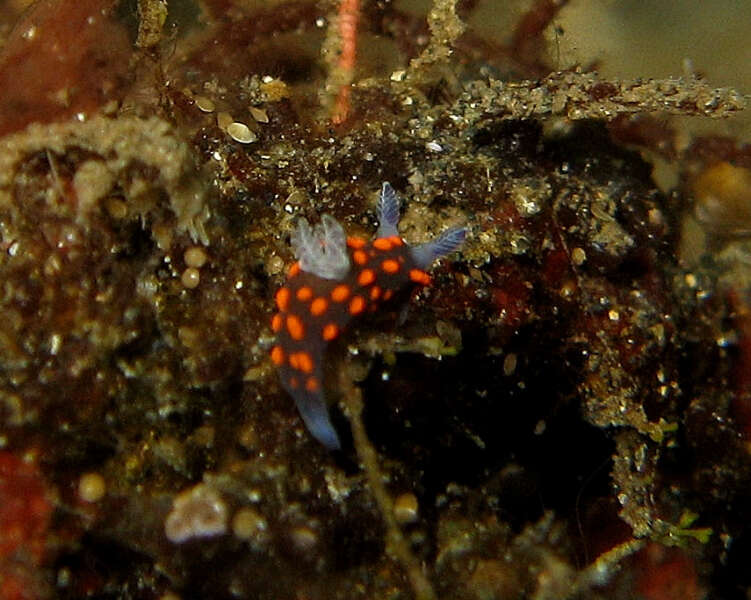 Image of Red spot blue gill black slug