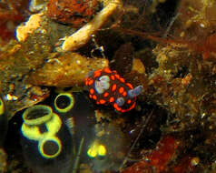 Image of Red spot blue gill black slug