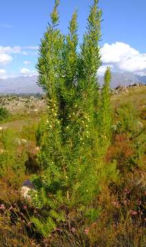 Image of Common stream conebush