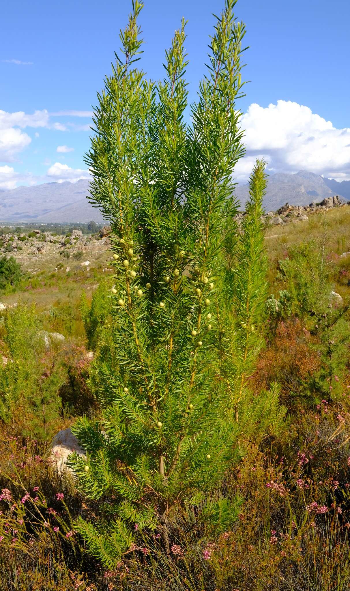 Plancia ëd Leucadendron salicifolium (Salisb.) I. Williams