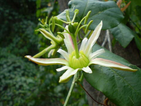 Image of Passiflora herbertiana Ker.-Gawl.