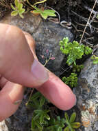 Plancia ëd Thalictrum alpinum L.