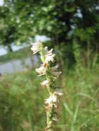 Image of Spring lady's tresses