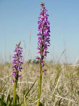 Image of Anacamptis palustris (Jacq.) R. M. Bateman, Pridgeon & M. W. Chase