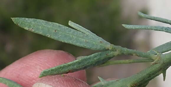 Image of Psoralea axillaris L. fil.