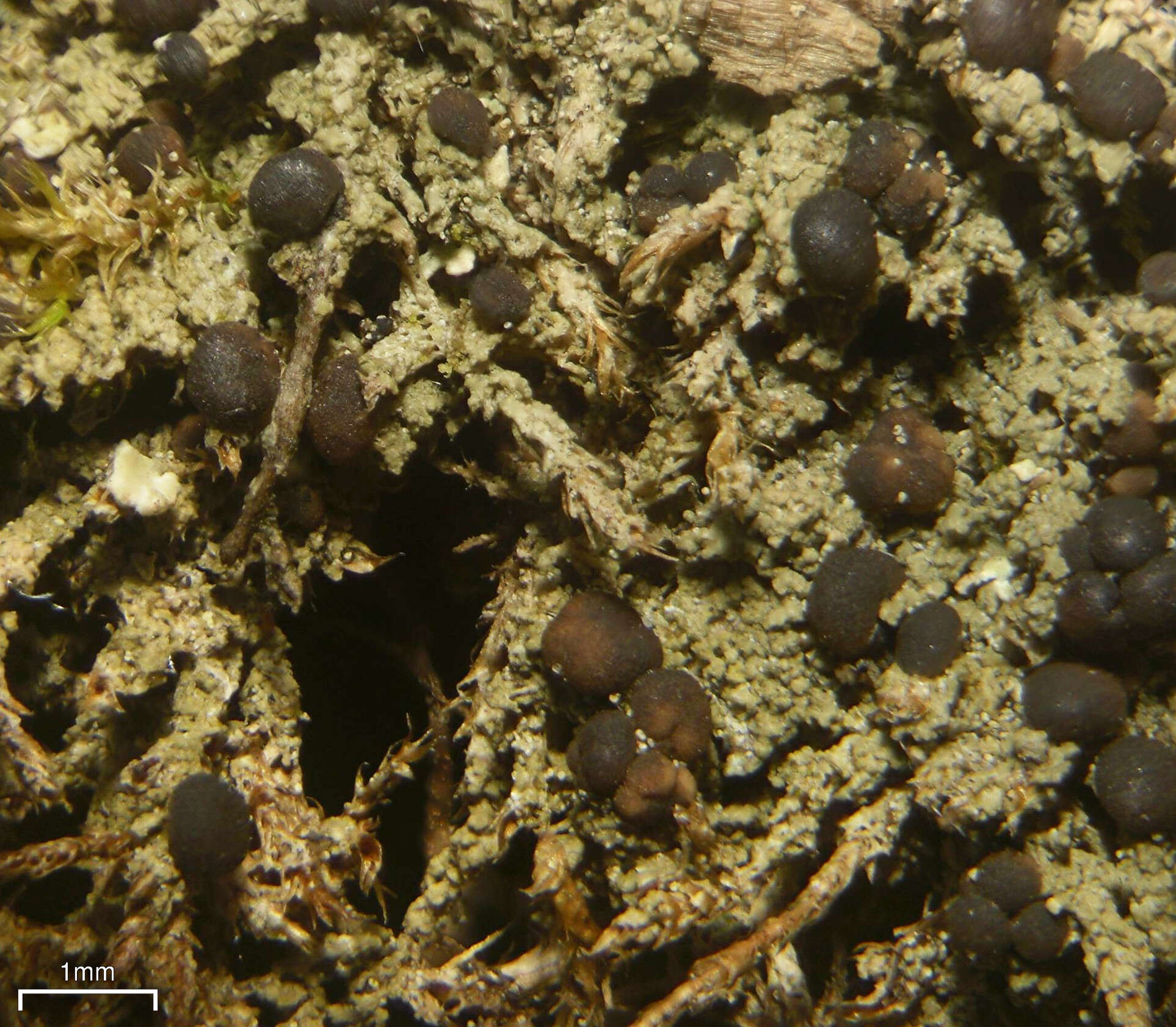 Image of Dot lichens