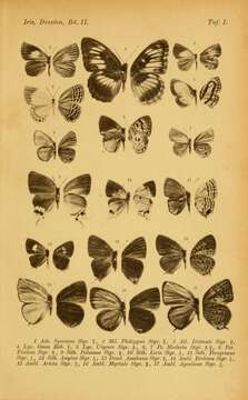 Plancia ëd Arhopala atosia (Hewitson (1863))