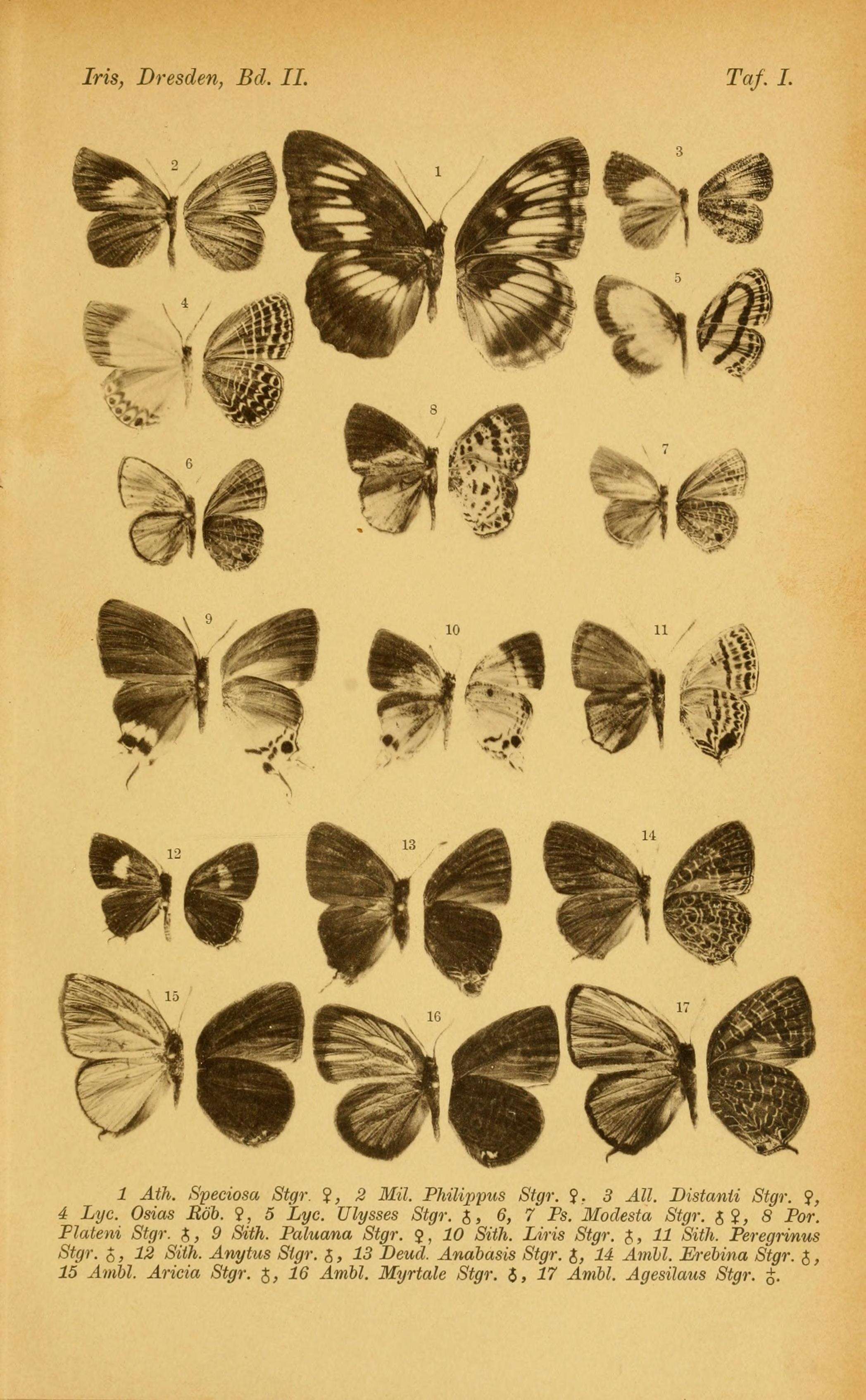 Plancia ëd Arhopala atosia (Hewitson (1863))