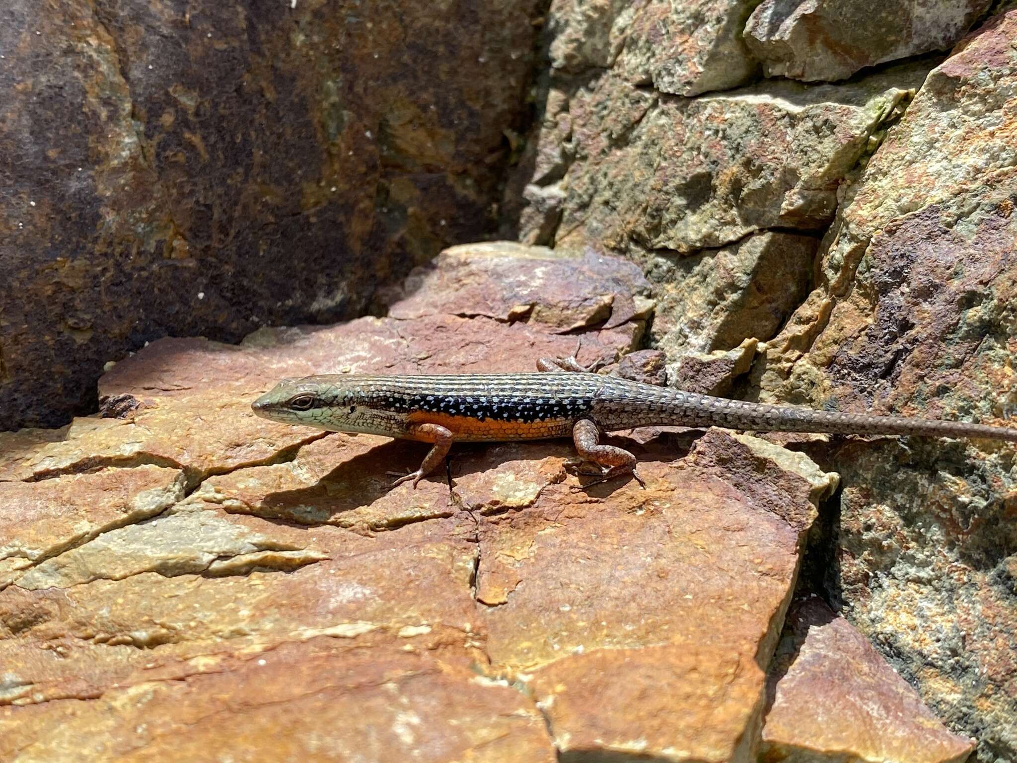 Image of Lined Rainbow-skink