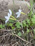 Image of Narcissus serotinus L.