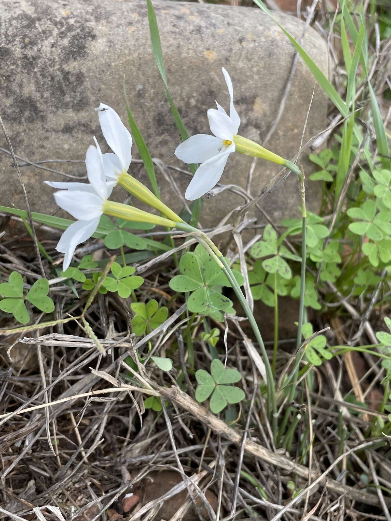 Image of Narcissus serotinus L.