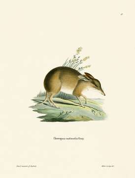 صورة Chaeropus Ogilby 1838