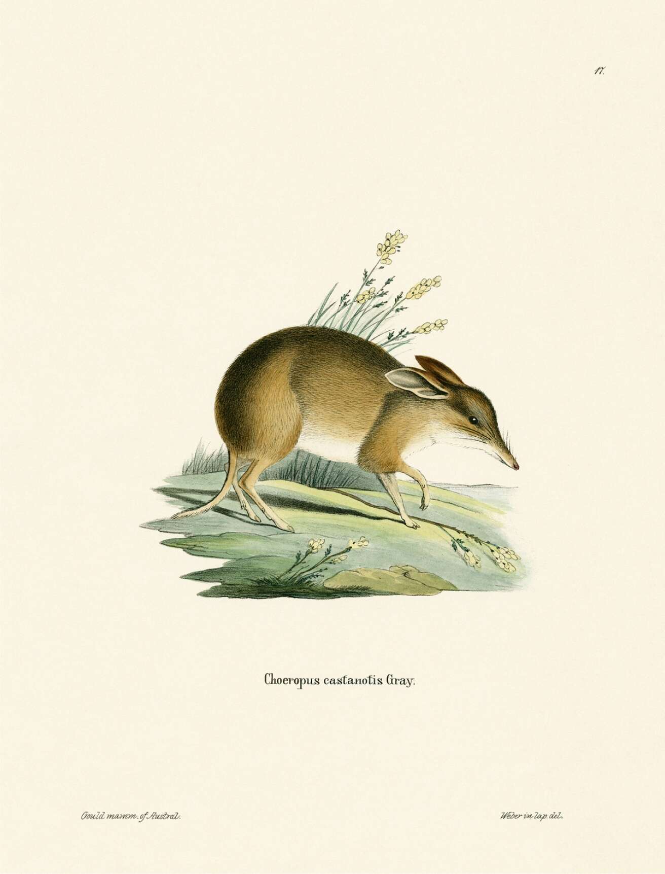 Image of pig-footed bandicoot