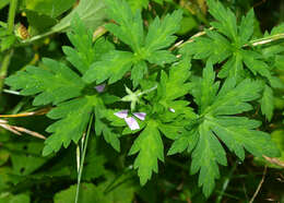 Image of Siberian geranium