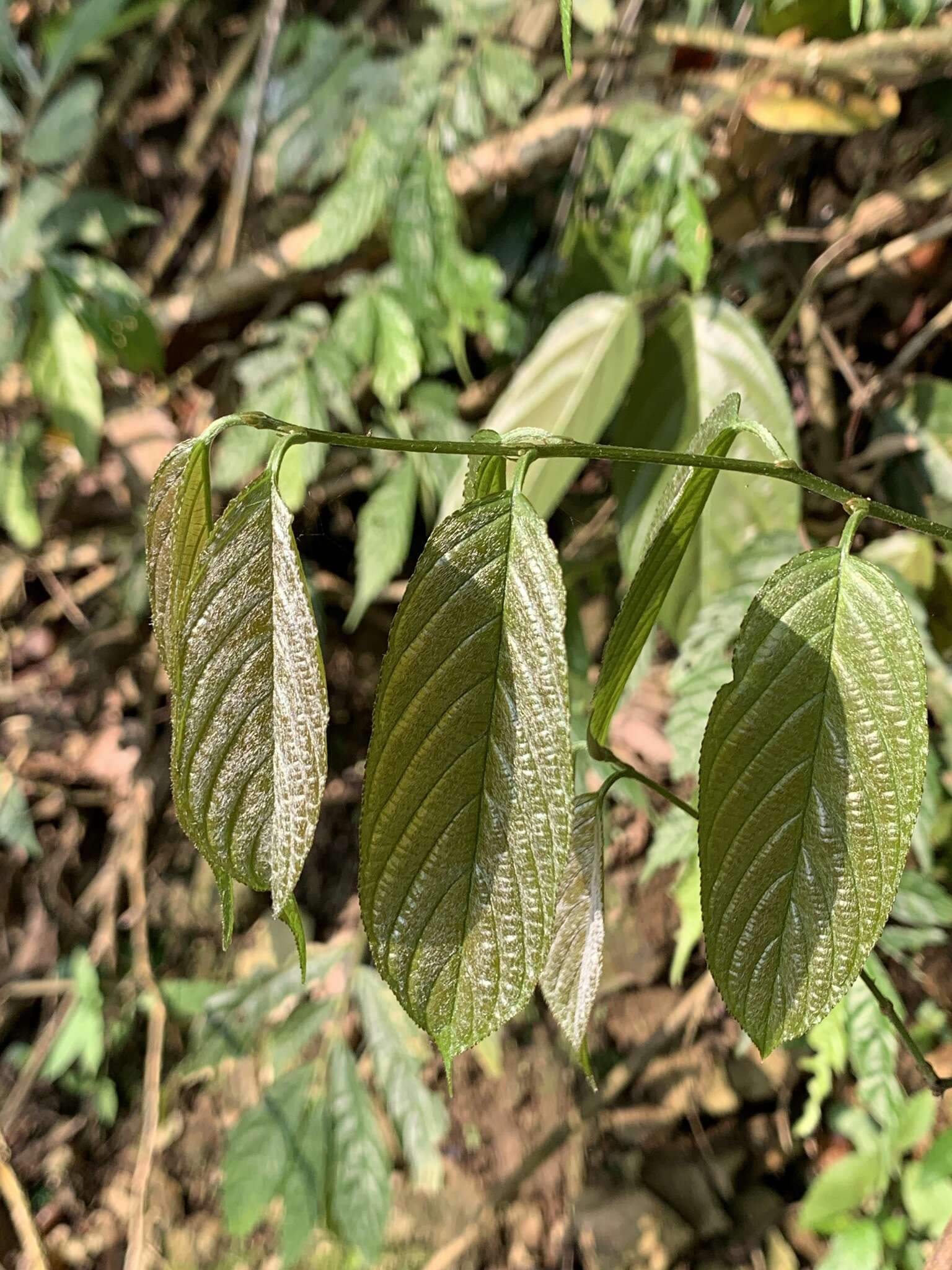 Image of Sageretia randaiensis Hayata