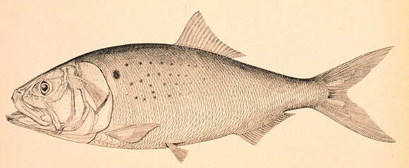 Слика од Brevoortia tyrannus (Latrobe 1802)