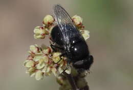 Image of Comstock's Bromeliad Fly