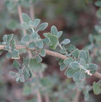 Image de Atriplex amnicola P. G. Wilson