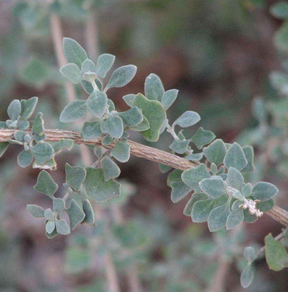 Image de Atriplex amnicola P. G. Wilson