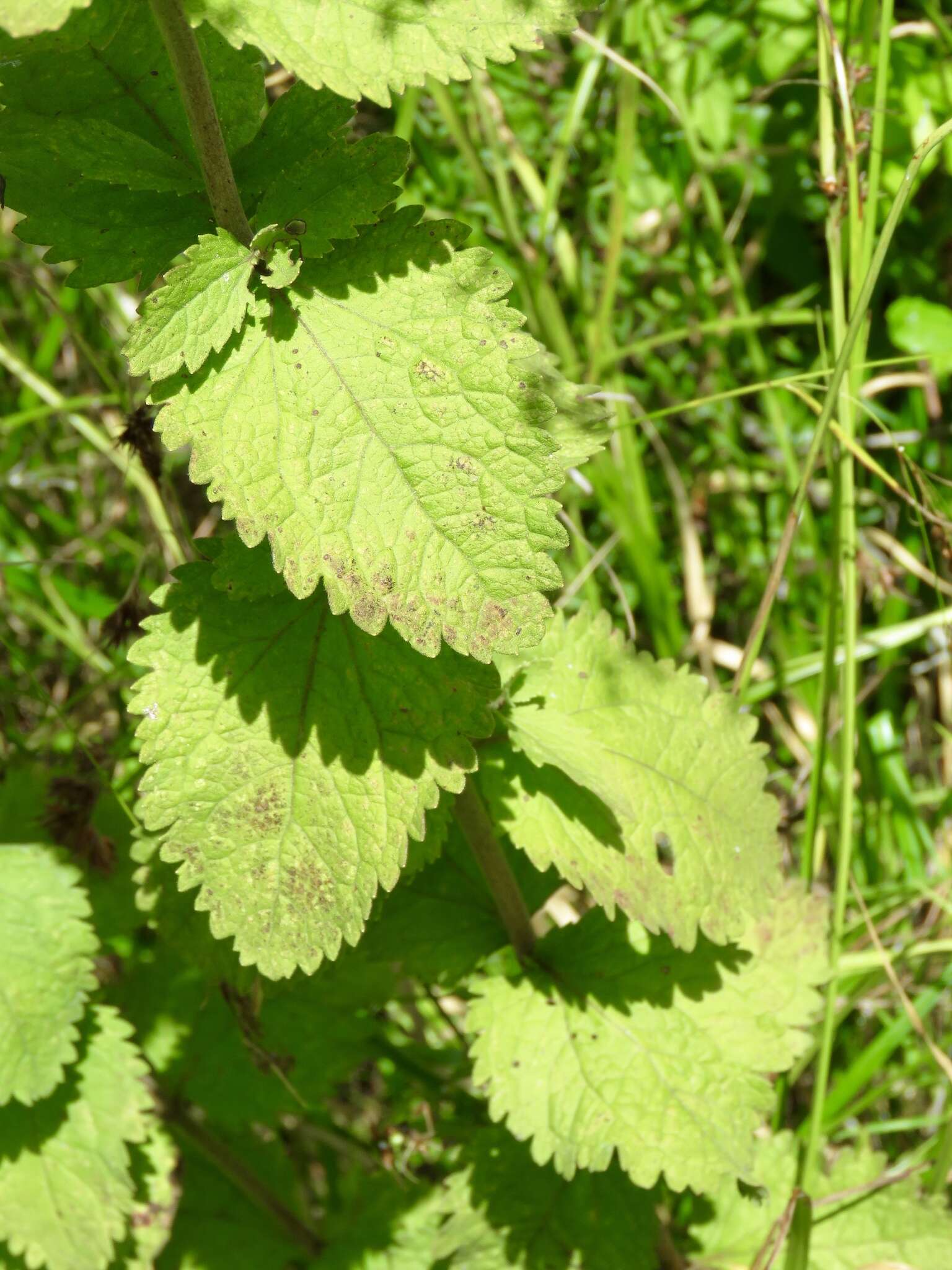 Image of roundleaf thoroughwort