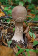 Image of Macrolepiota procera (Scop.) Singer 1948