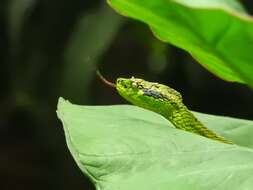 Image of Yellow-blotched Palm Pit Viper