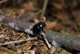 Слика од Anoplotrupes