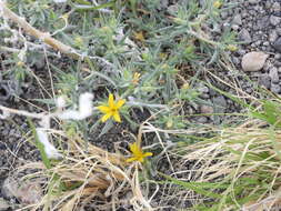 Image of Torrey's blazingstar