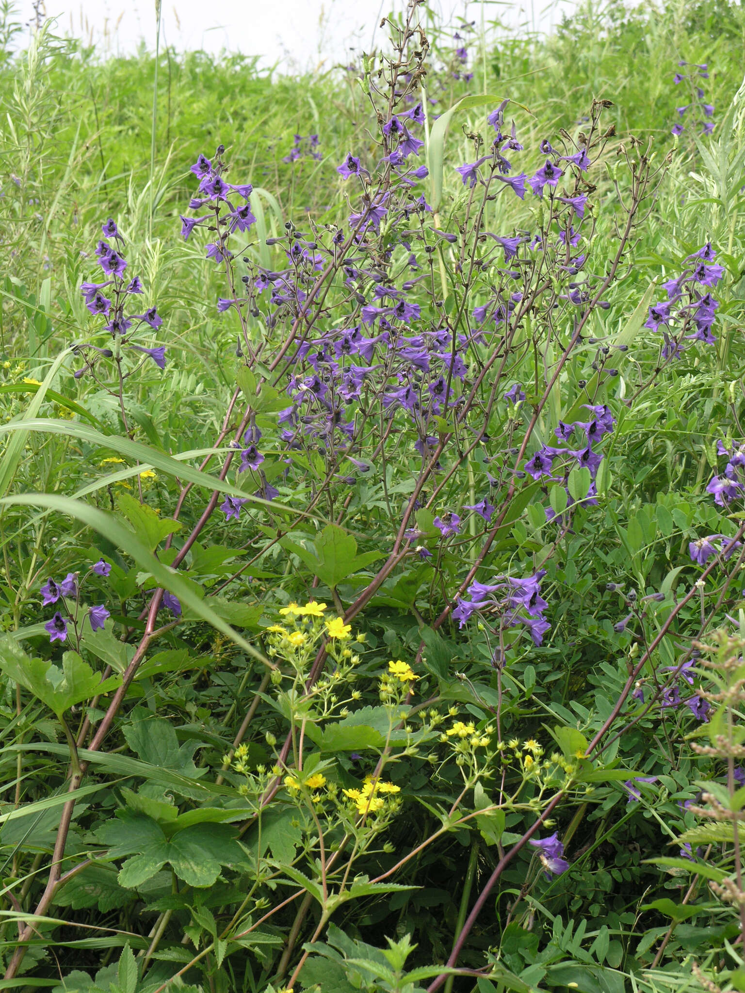 Image of Potentilla cryptotaeniae Maxim.