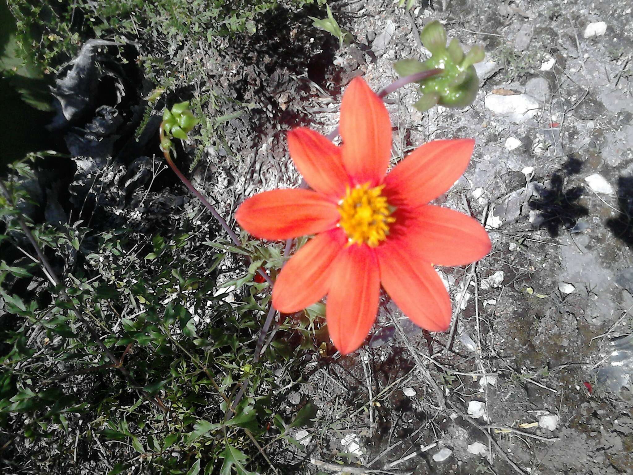 Image of red dahlia