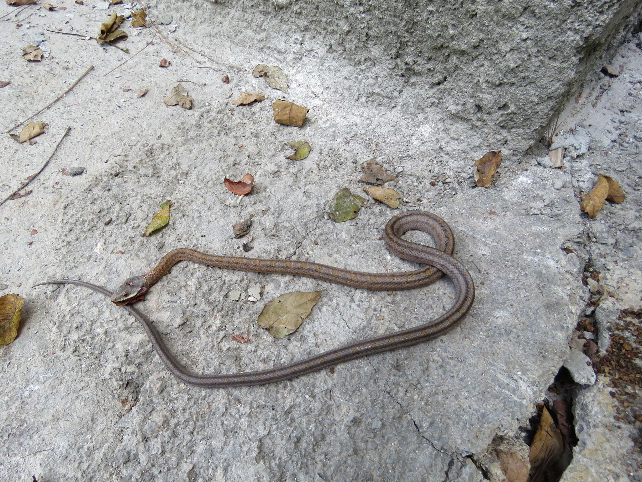 Image of Baird's Rat Snake