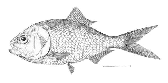 Image of Gulf Menhaden