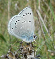 Image of Silvery Blue