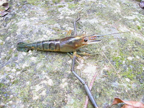 Image of Monkey river prawn