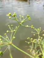 Image of Common Water-plantain