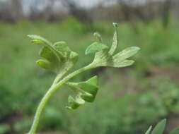 Image of Peronospora affinis