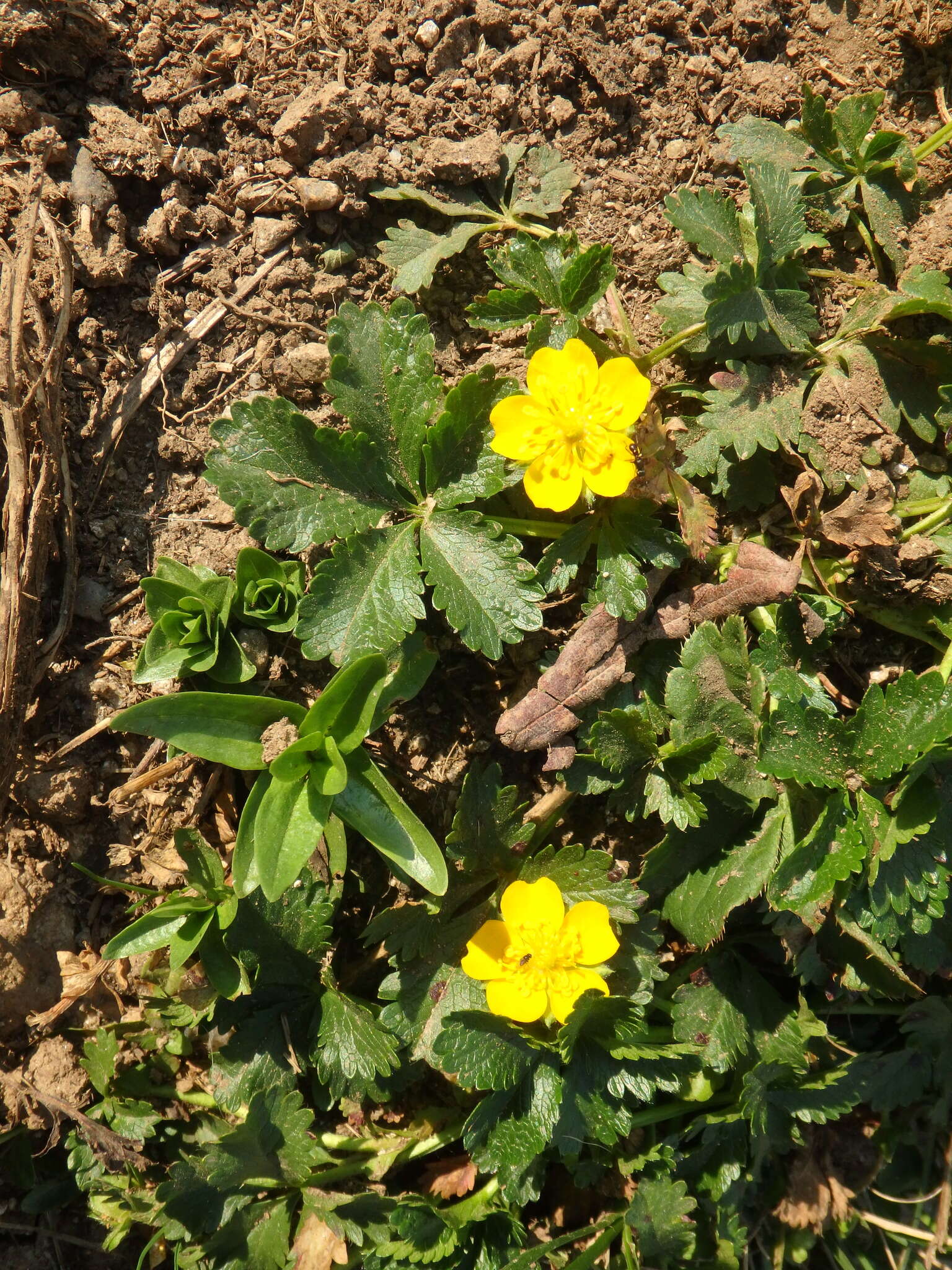 Image of Potentilla ruprechtii Boiss.