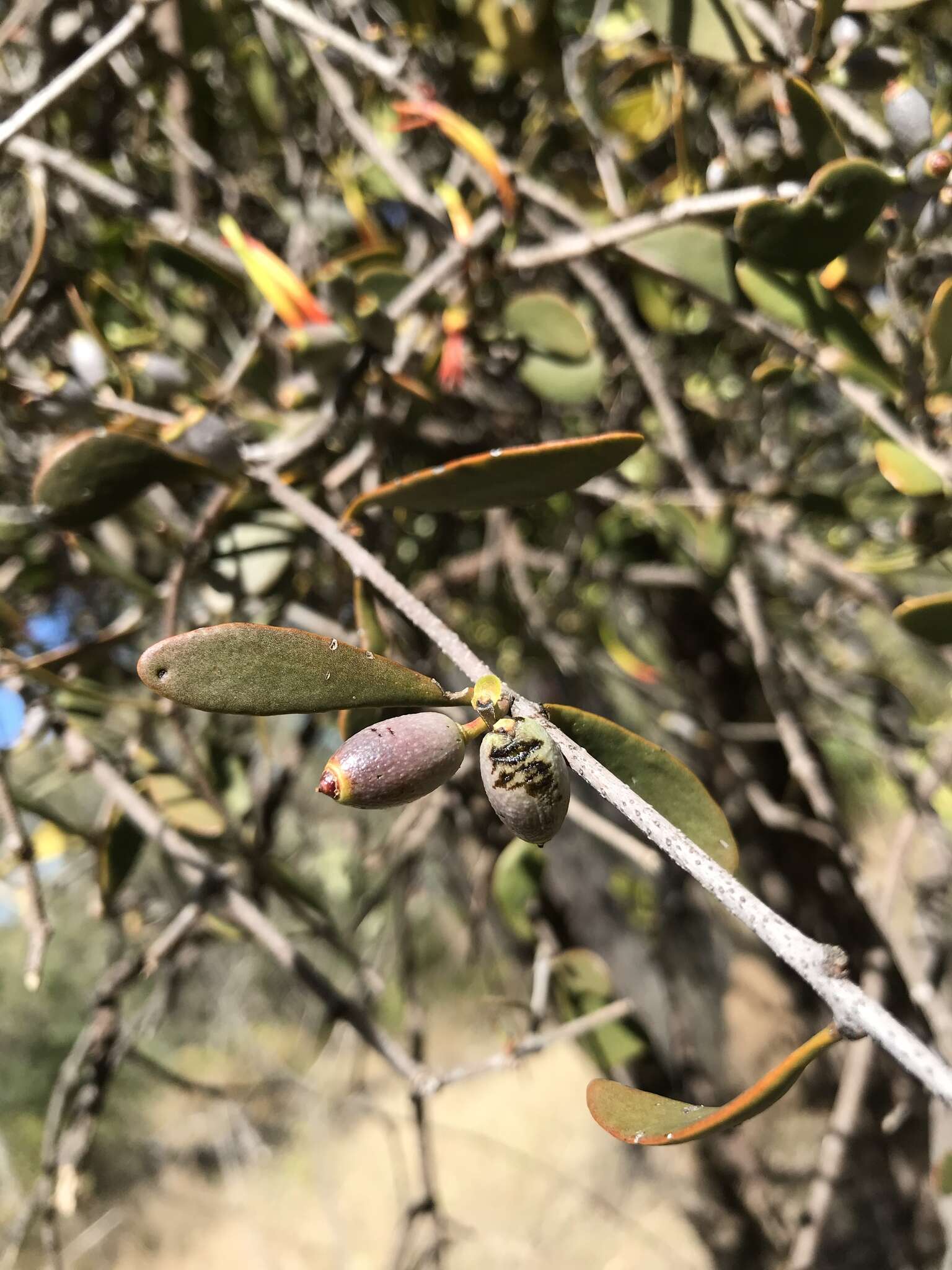 Image of Lysiana spathulata (Blakely) Barlow