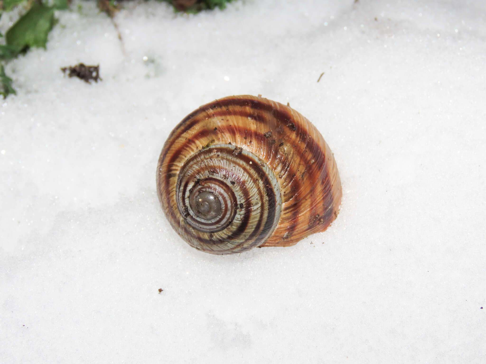 Image of Helix ligata O. F. Müller 1774