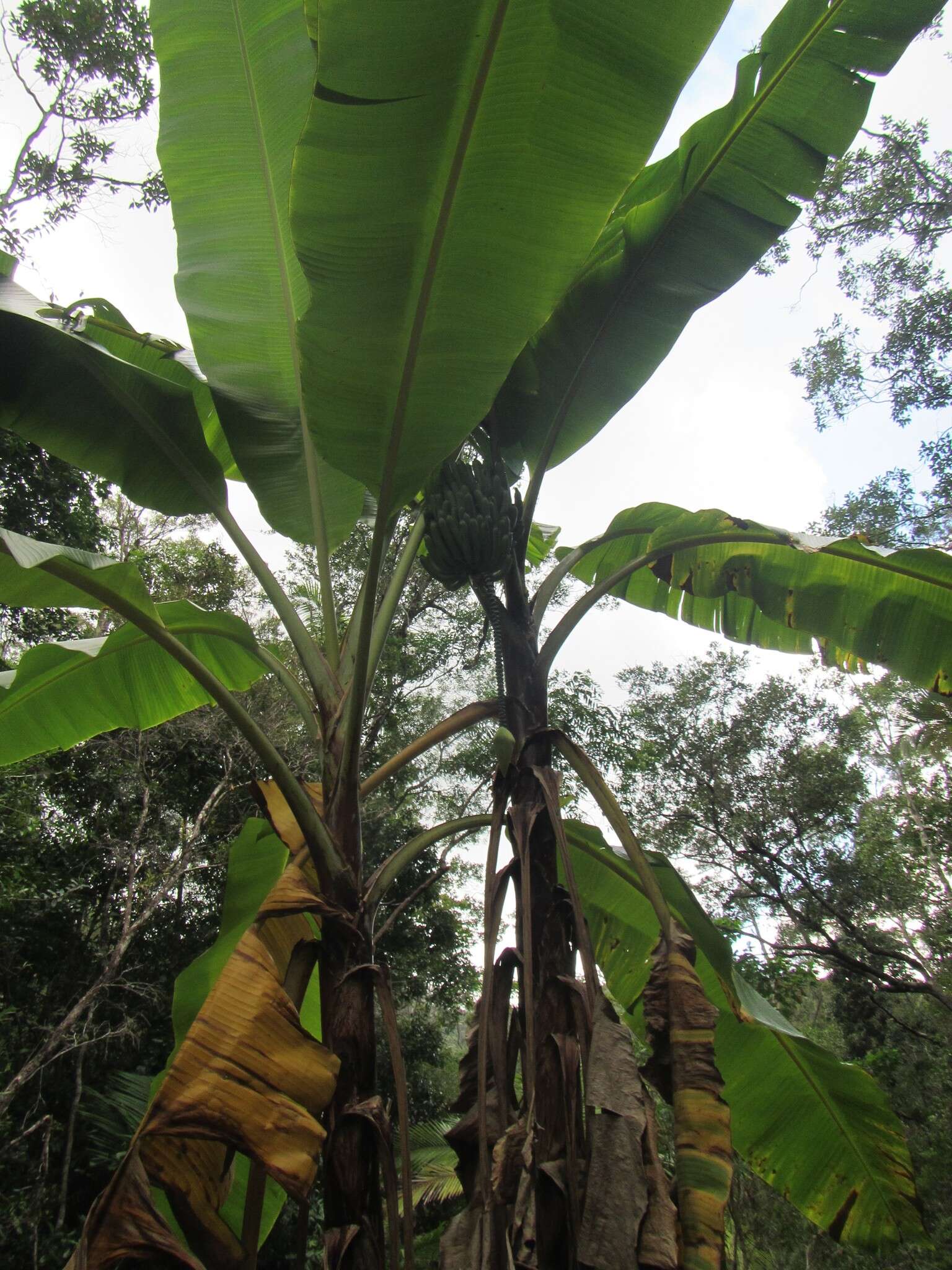 Image of Musa banksii F. Muell.