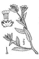 Image of tarweed fiddleneck