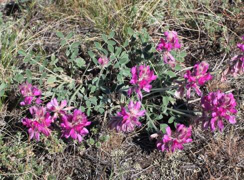 Plancia ëd Hedysarum argyrophyllum Ledeb.