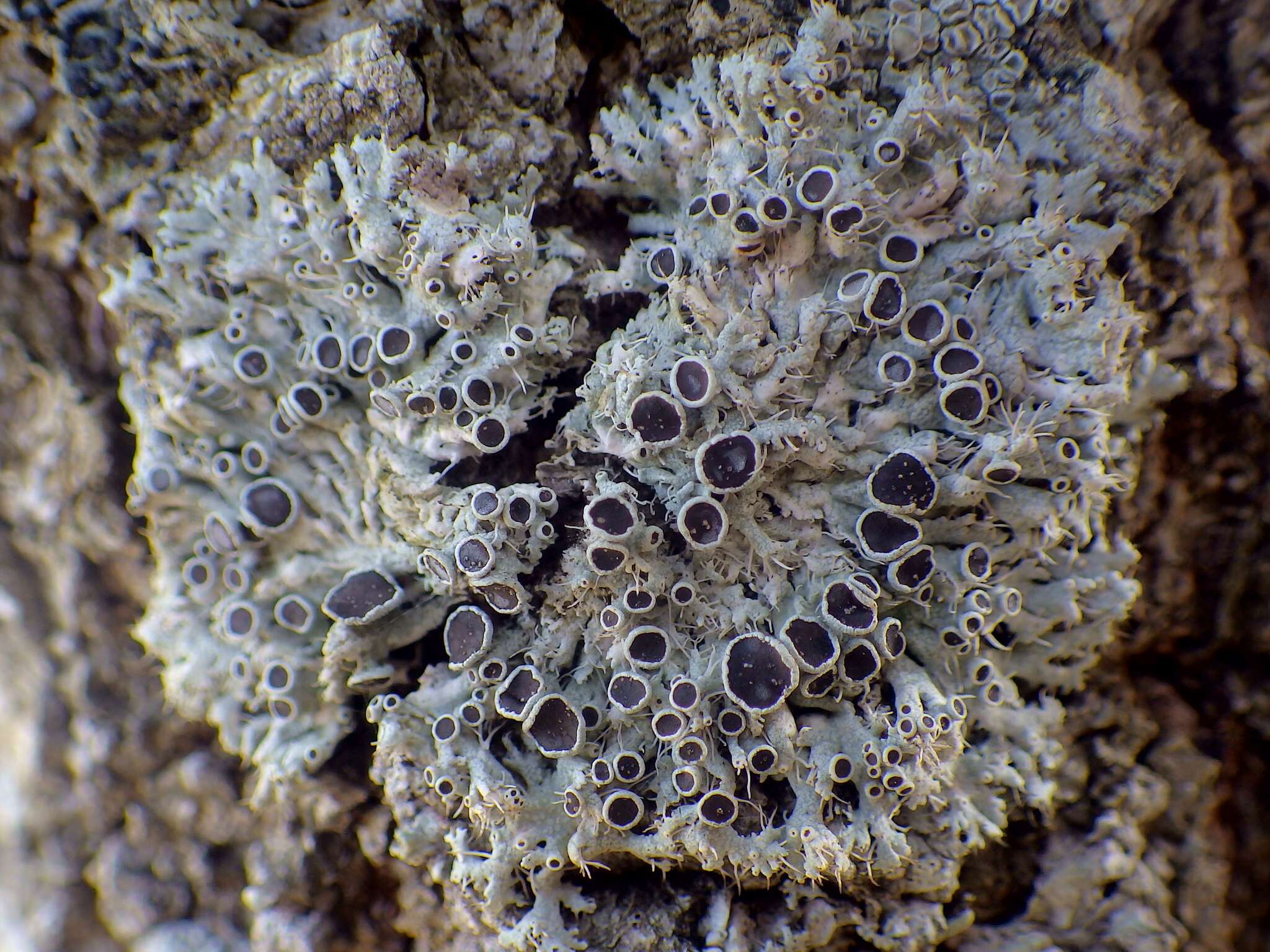 Image of rosette lichen