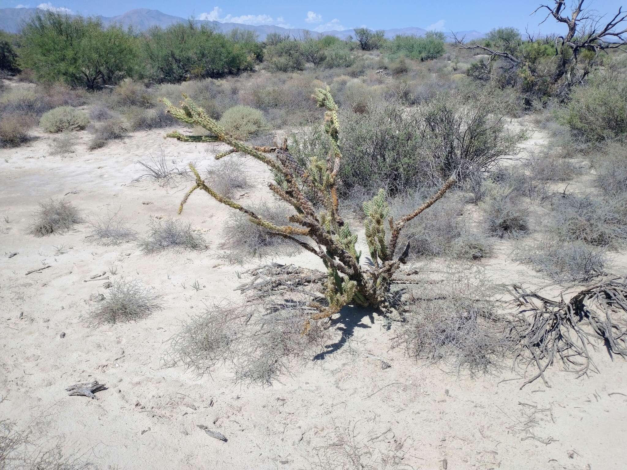 Image de Cylindropuntia californica var. delgadilloana (Rebman & Pinkava) Rebman