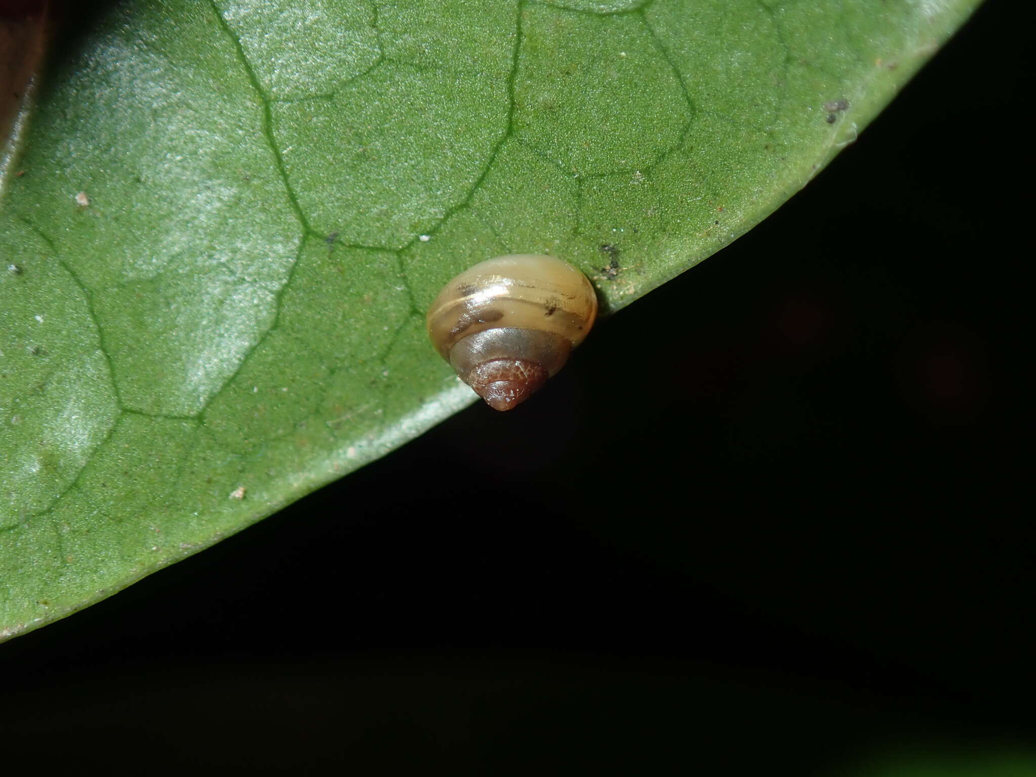 Image of Coneuplecta calculosa (Gould 1852)