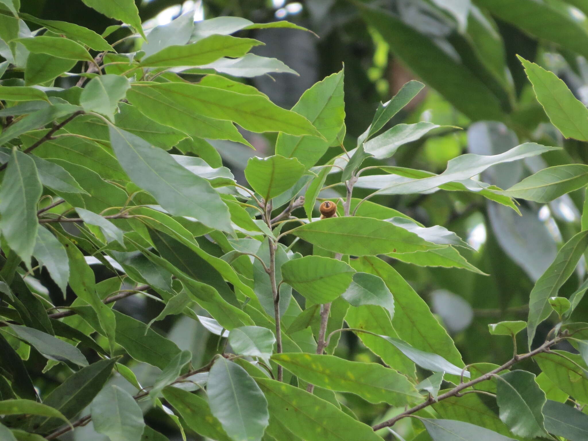 صورة Quercus pachyloma Seemen