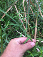 Image of Dotted Smartweed