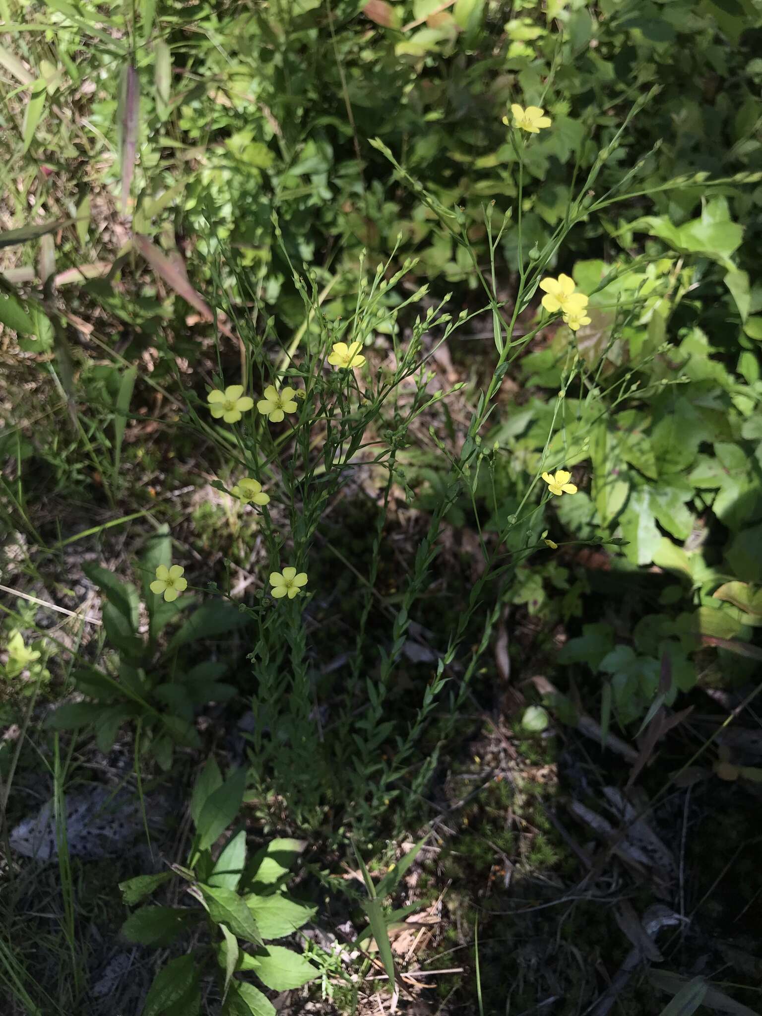 Image of stiff yellow flax