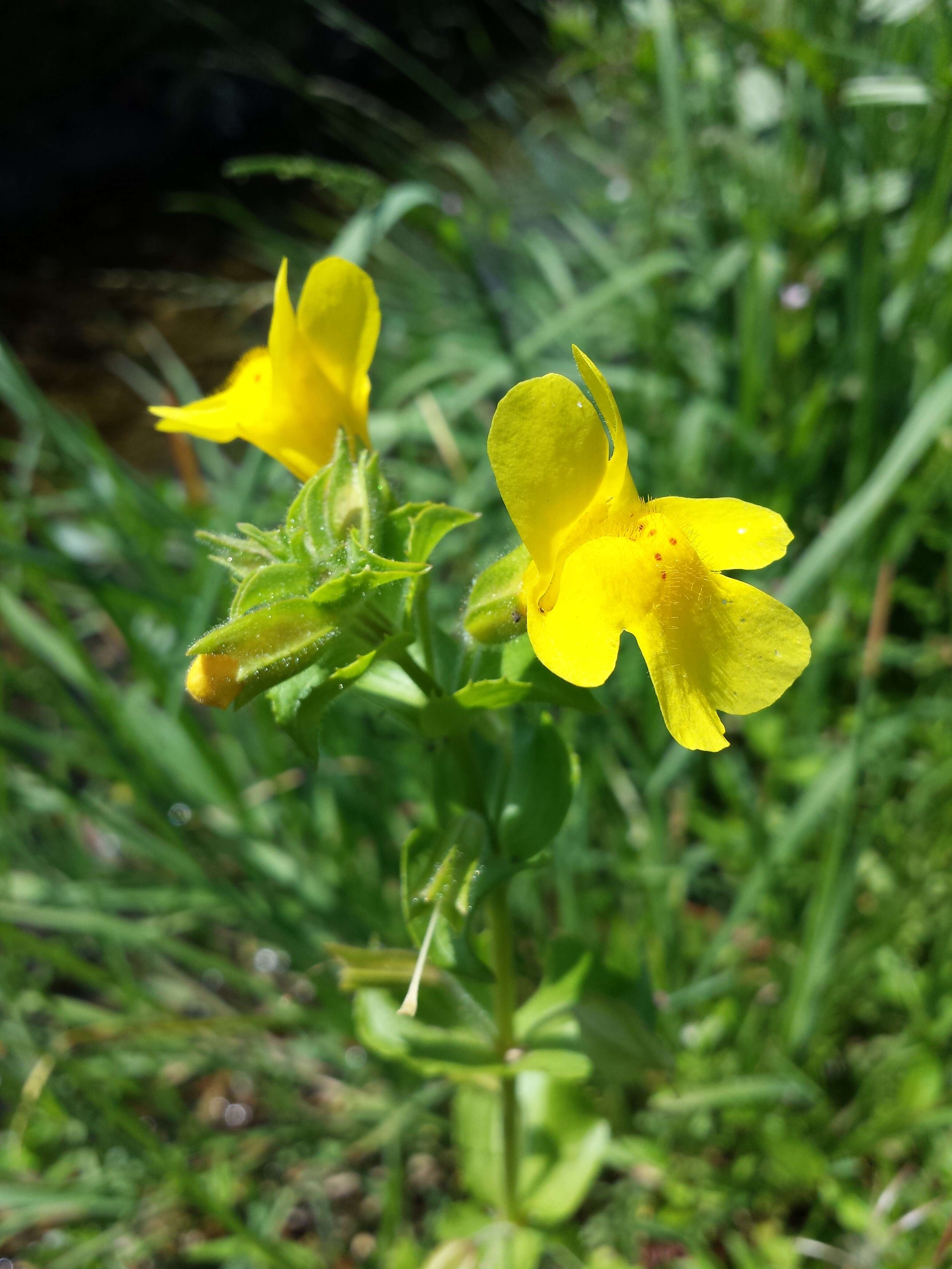 Image of Erythranthe guttata (DC.) G. L. Nesom