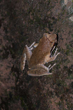 Image de Megophrys major Boulenger 1908